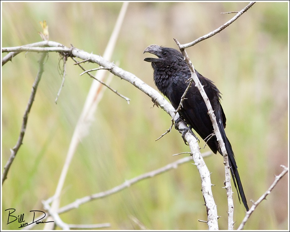 Smooth-billed Ani