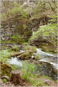 Greer Spring in Bloom