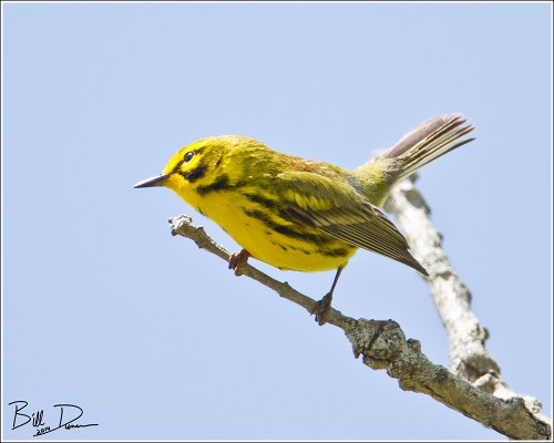 Prairie Warbler