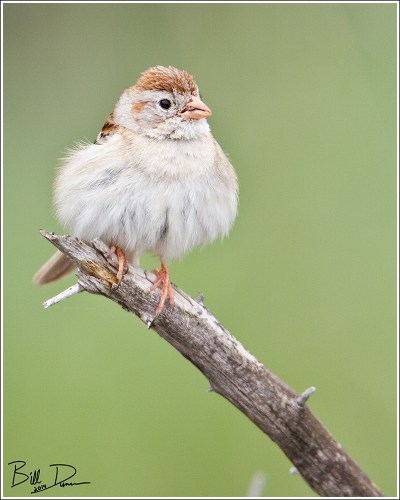 Field Sparrow