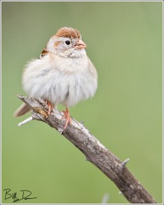 Field Sparrow