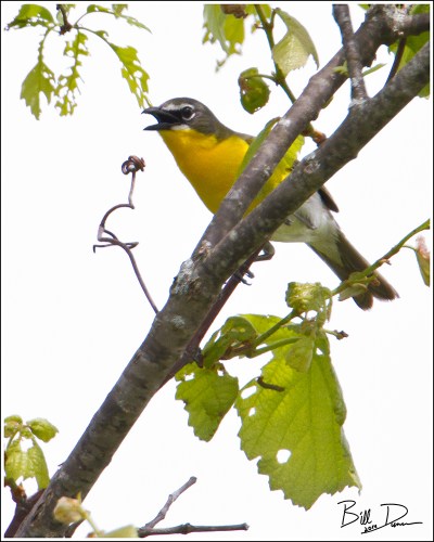 Yellow-breasted Chat