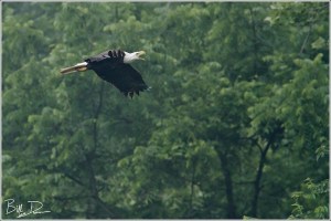 Bald Eagle Parent