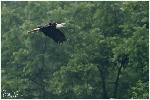 Bald Eagle Parent