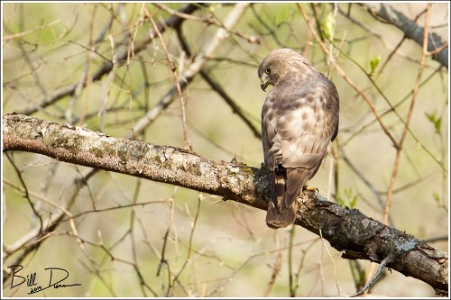 Broad-winged Hawk