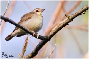 Swainson's Warbler