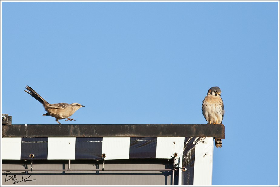 Kestrel and Mockingbird