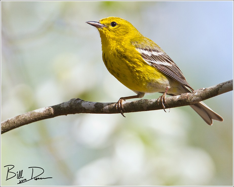 Male Pine Warbler, Big Spring State Park, April 2014