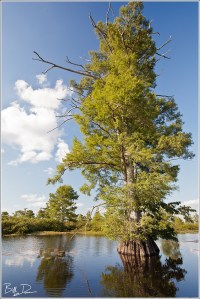 Bald Cypress