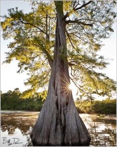 Bald Cypress
