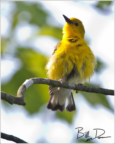 Prothonotary Warbler
