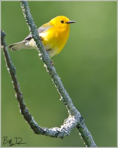 Prothonotary Warbler
