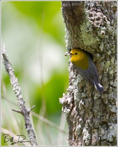 Prothonotary Warbler Removing Fecal Sac.