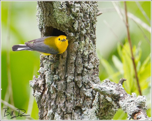 Prothonotary Warbler at Nest