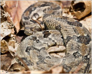 Timber Rattlesnake
