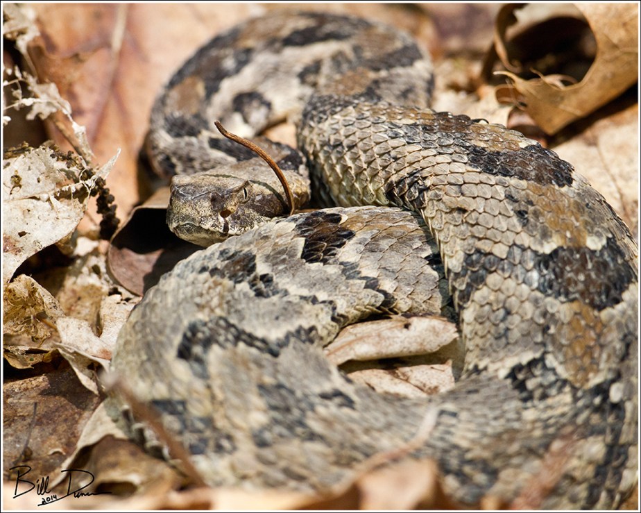 Timber Rattlesnake