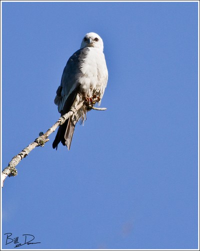 Mississippi Kite