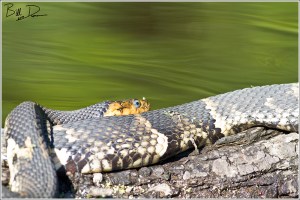 Broad-banded Watersnake