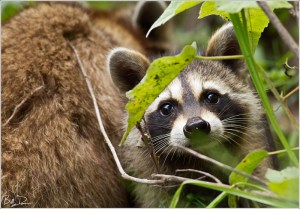 Mingo Raccoons