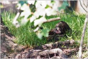 Collective Ball of Play II