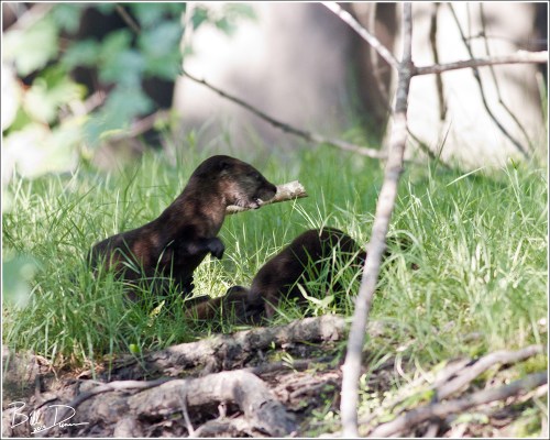 Collective Ball of Play I