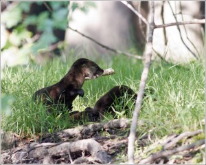 Collective Ball of Play I