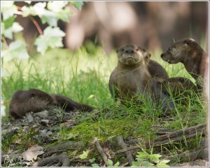 Collective Ball of Play III