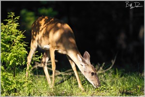 White-tailed Deer