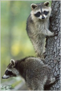 Mingo Raccoons