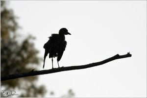 Yellow-crowned Night Heron