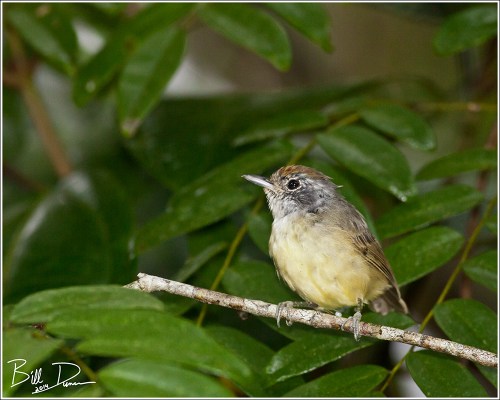 Plain Antvireo