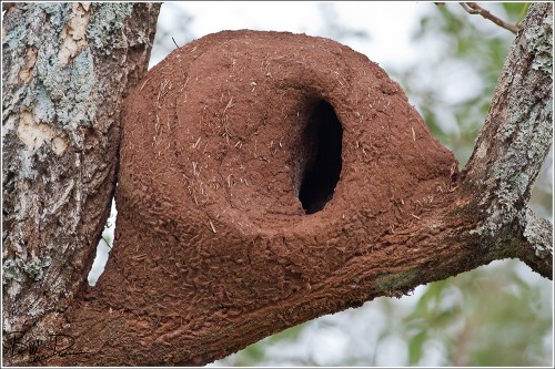 Rufous Hornero - Nest