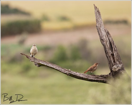 Rufous Hornero - Pair