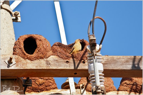 Rufous Hornero - Nest Building