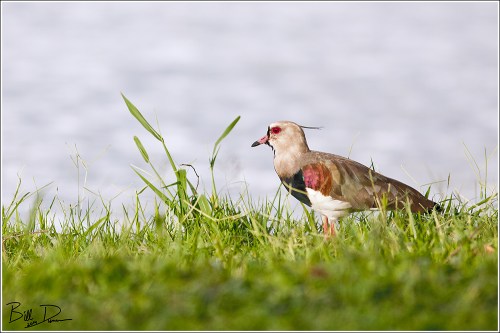 Southern Lapwing