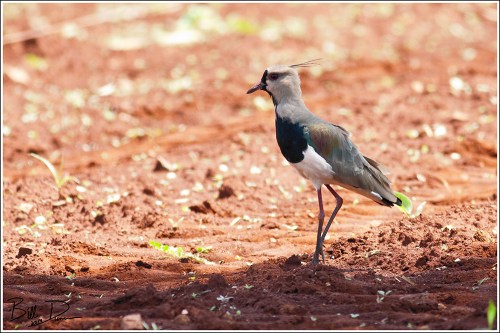 Southern Lapwing