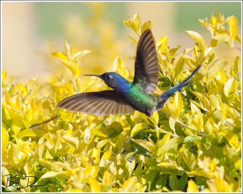 Swallow-tailed Hummingbird