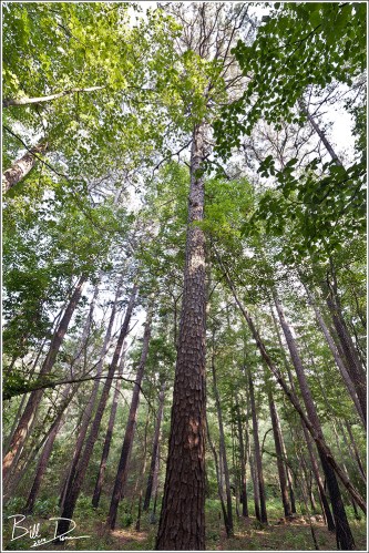 Acadian Flycatchers - Habitat Shot