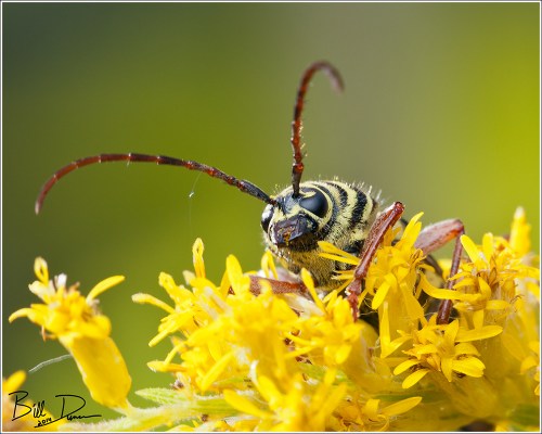 Locust Borer