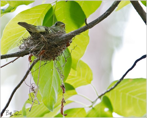 Acadian Flycatcher - On Nest