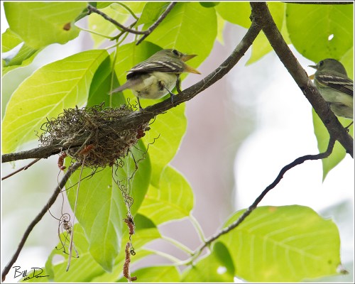 Acadian Flycatchers - Giving the Business