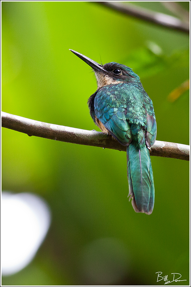 Rufous-tailed Jacamar 