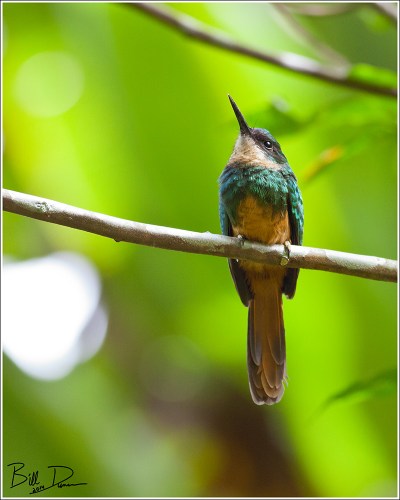 Rufous-tailed Jacamar