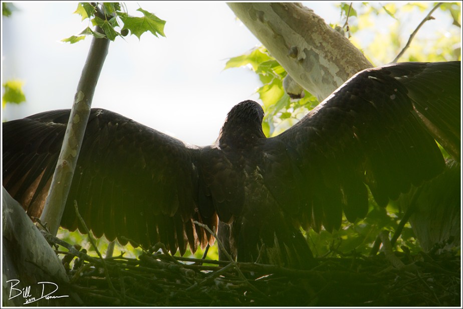 The Nearly Empty Nest...