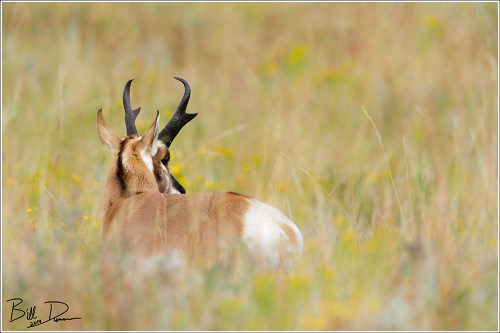 The Pronghorn