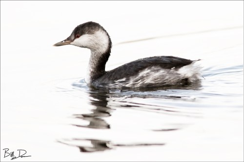 Horned Grebe