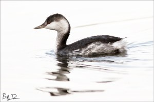 Horned Grebe