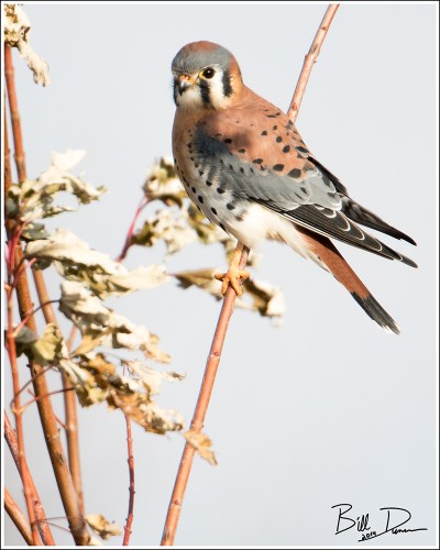 American Kestrel