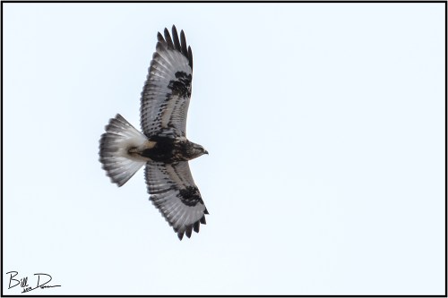Rough-legged Hawk