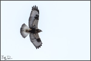 Rough-legged Hawk